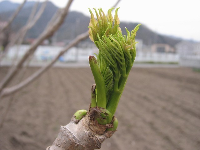 タラの芽といえば天ぷら その簡単なたらの芽の育て方と栽培方法 たそがれ菜園とその日ぐらし