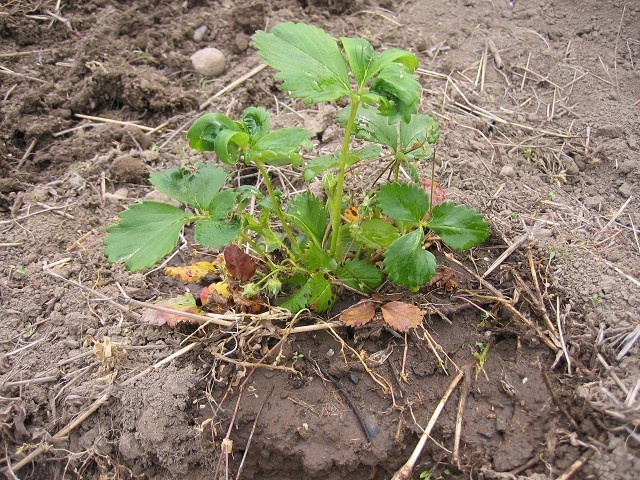 家庭菜園でのイチゴの育て方がどんなものか知ってほしい たそがれ菜園とその日ぐらし