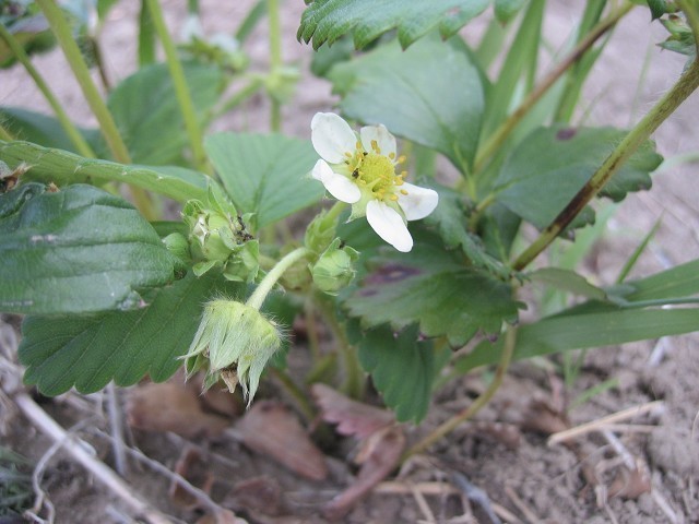 野菜の花言葉 ジャガイモとイチゴ たそがれ菜園とその日ぐらし