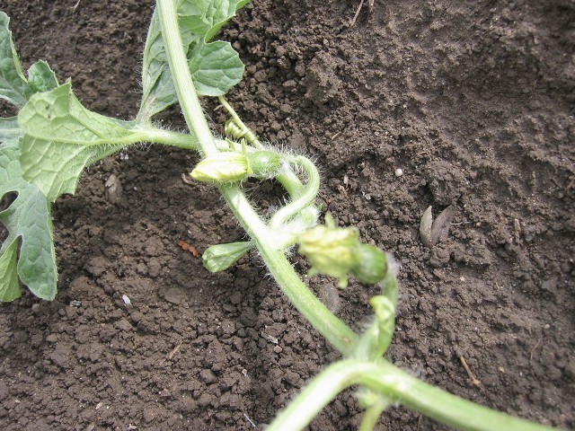 野菜の花言葉 スイカとメロン たそがれ菜園とその日ぐらし