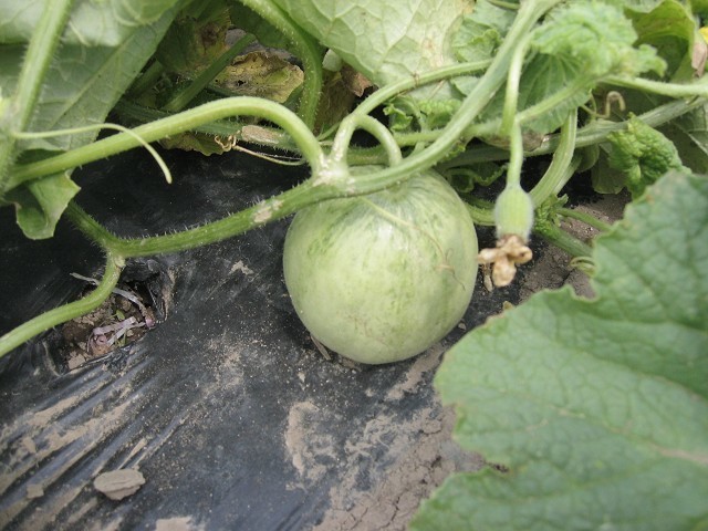 初心者でも沢山収穫出来るプリンスメロンの育て方 たそがれ菜園とその日ぐらし