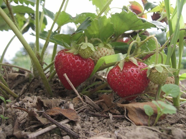 家庭菜園でのイチゴの育て方がどんなものか知ってほしい たそがれ菜園とその日ぐらし