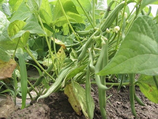 つるなしインゲンの無農薬での育て方 たそがれ菜園とその日ぐらし