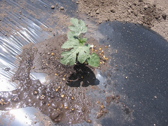 自己流でも大丈夫 実は簡単な野菜苗の植え方 たそがれ菜園とその日ぐらし