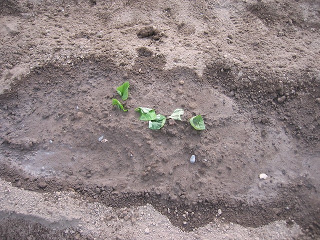 久しぶりに栽培してみる サツマイモとアスパラの栽培 たそがれ菜園とその日ぐらし