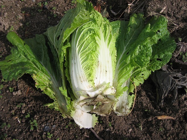 素人でも簡単な白菜の育て方 たそがれ菜園とその日ぐらし