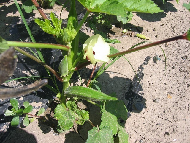 野菜の花言葉 枝豆とインゲンマメ たそがれ菜園とその日ぐらし